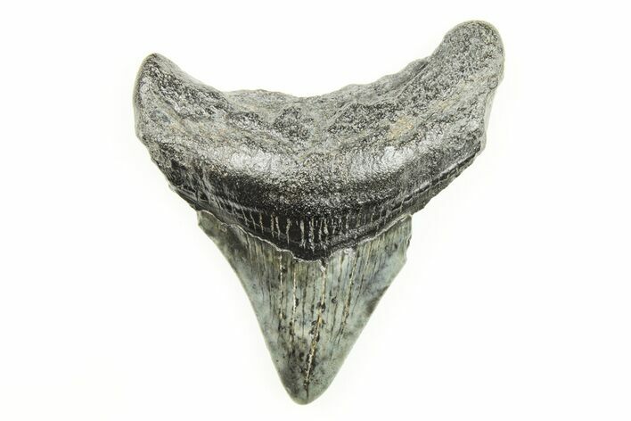 Juvenile Megalodon Tooth - South Carolina #196128